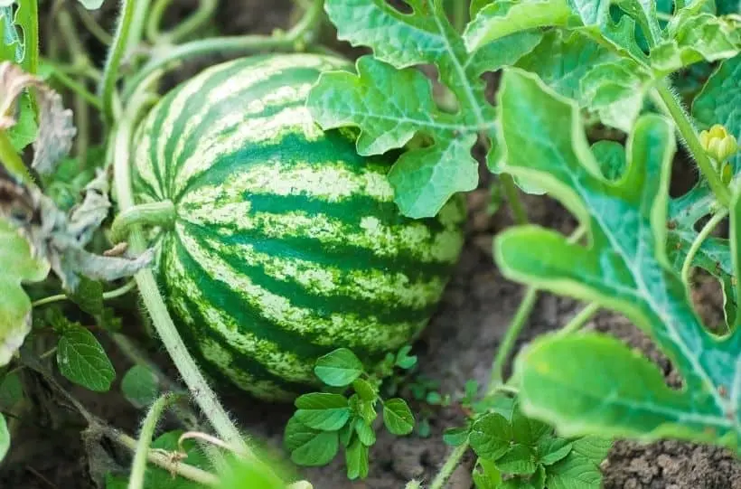 Growing watermelons in Siberia and caring for planted berries