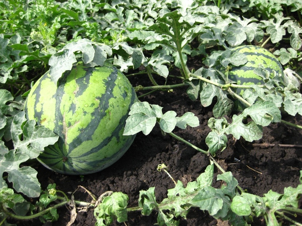 Growing watermelons in the suburbs in the open field