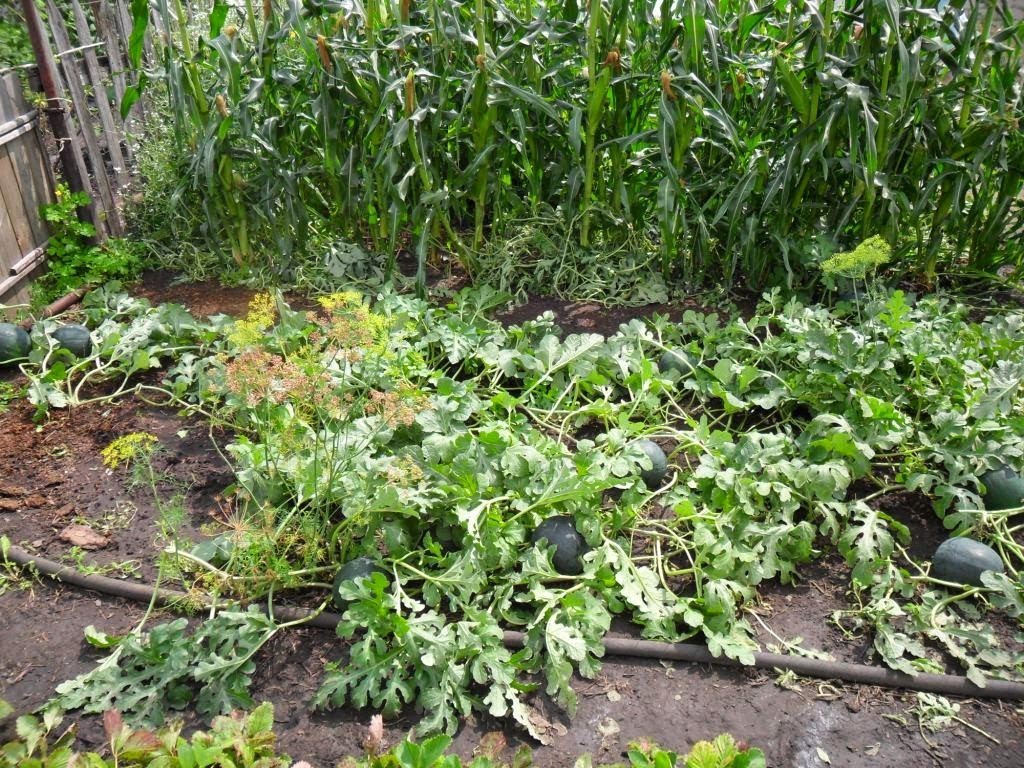 Growing watermelons in the suburbs in the open field