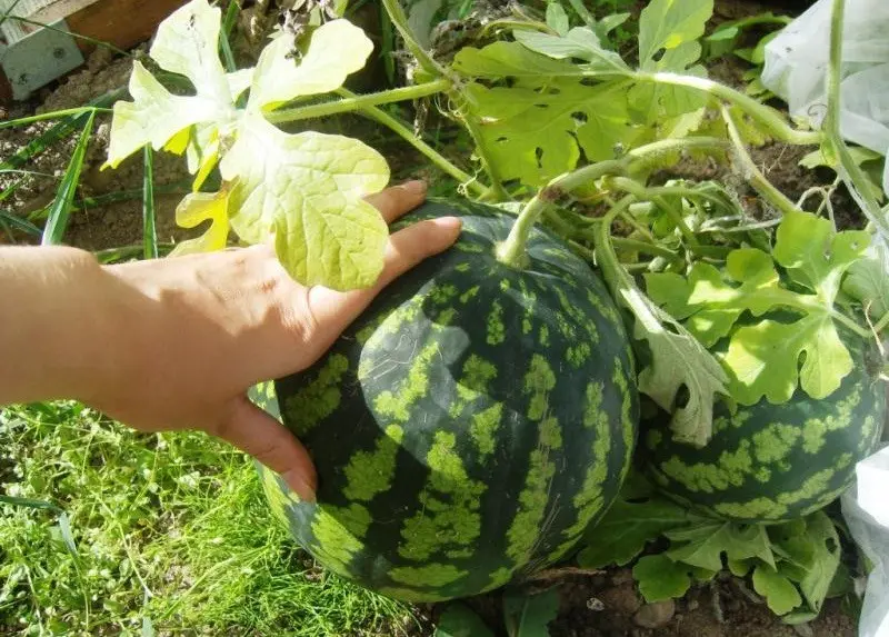 Growing watermelons in the suburbs in the open field