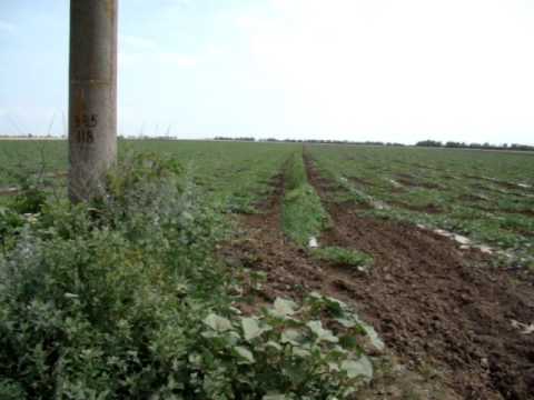 Growing watermelons in the suburbs in the open field