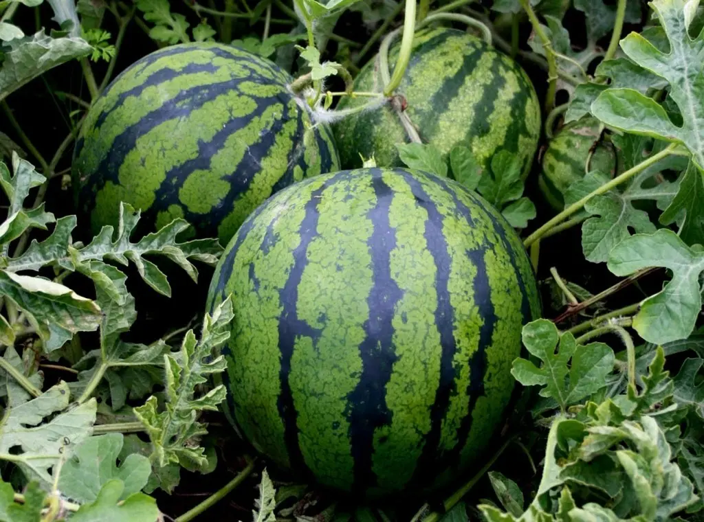 Growing watermelons in the suburbs in the open field