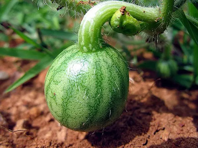 Growing watermelons in the suburbs in the open field