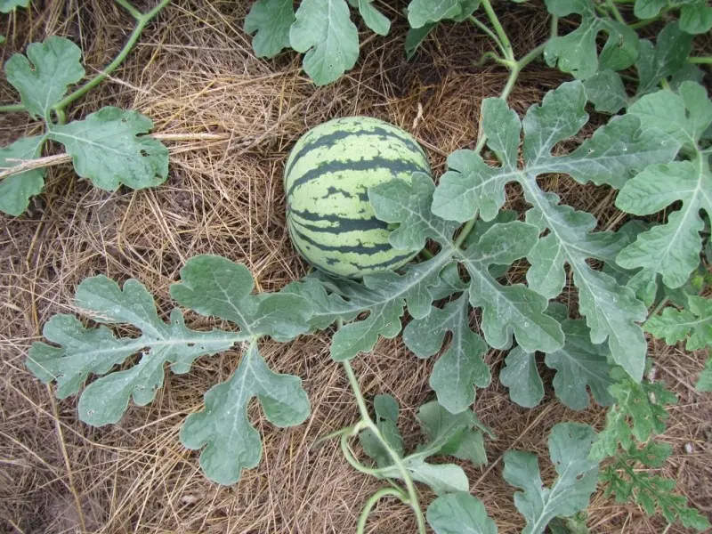 Growing watermelons in the suburbs in the open field