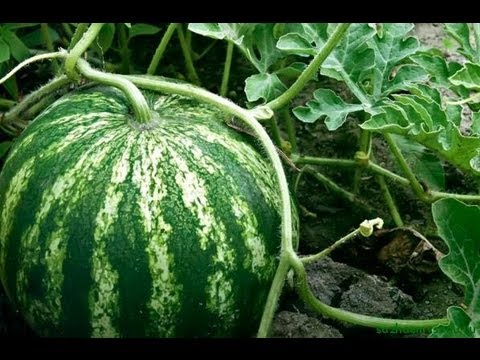 Growing watermelons in the suburbs in the open field