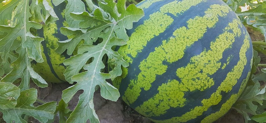 Growing watermelons in the suburbs in the open field