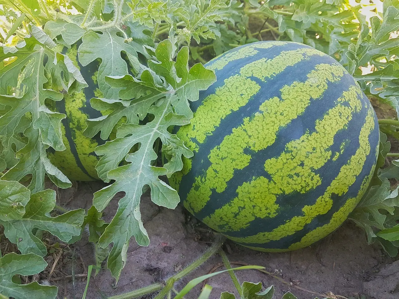 Growing watermelons in the suburbs in the open field