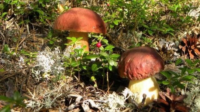 Growing white mushrooms with mycelium