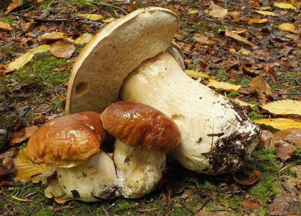 Growing white mushrooms with mycelium