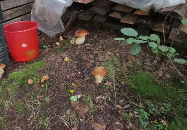 Growing white mushrooms with mycelium