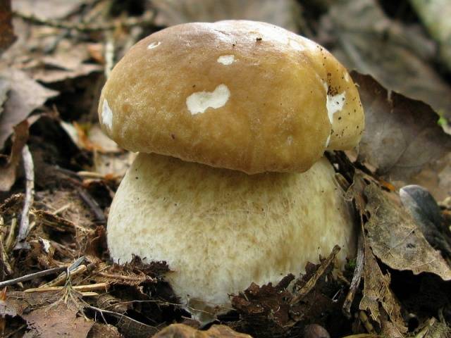 Growing white mushrooms with mycelium