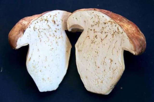 Growing white mushrooms with mycelium