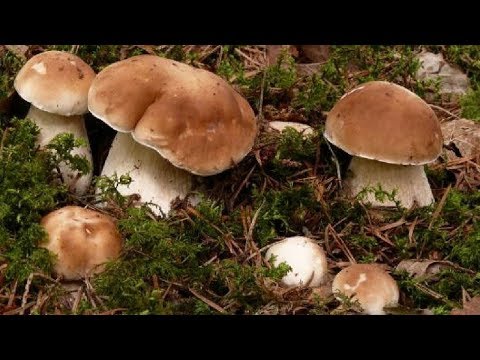 Growing white mushrooms with mycelium