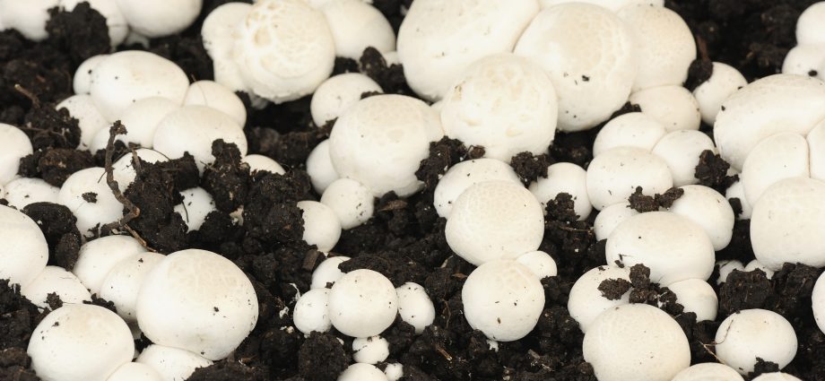 Growing white mushrooms with mycelium