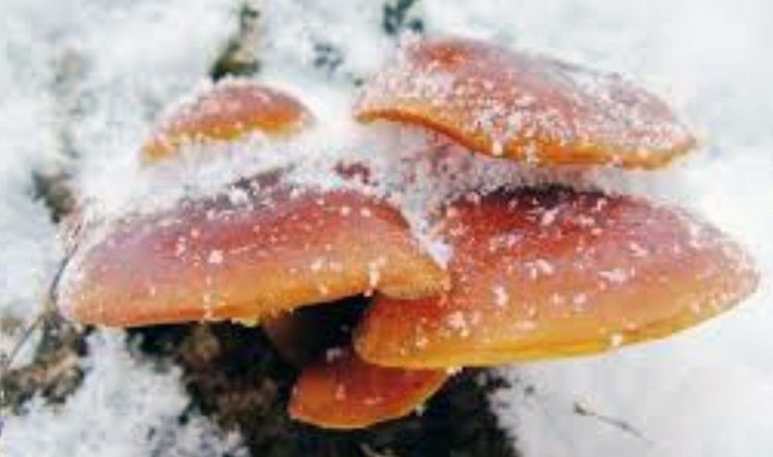 Growing winter mushrooms using the intensive method