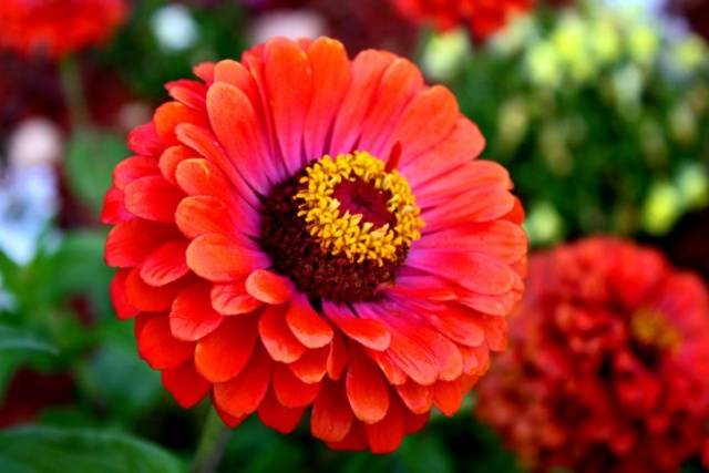 Growing zinnia from seeds at home