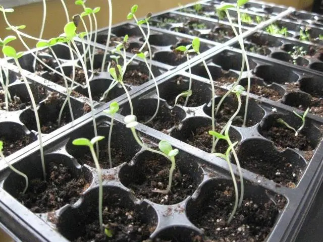 Growing zinnia from seeds at home