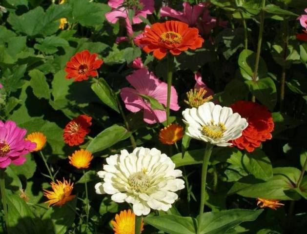 Growing zinnia from seeds at home