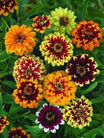 Growing zinnia from seeds at home