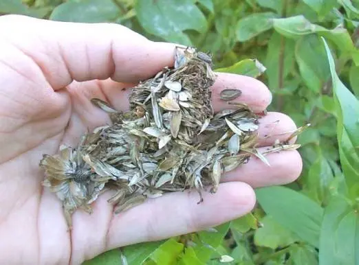 Growing zinnia from seeds at home