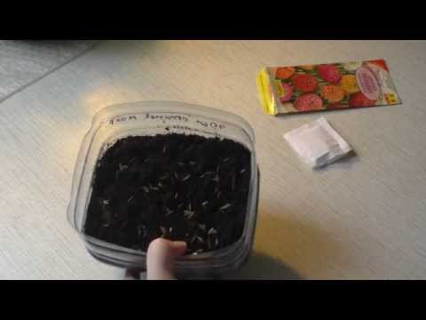 Growing zinnia from seeds at home