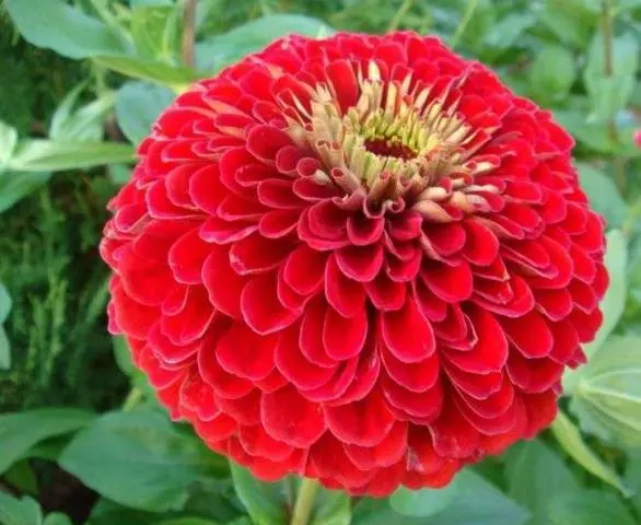 Growing zinnia from seeds at home