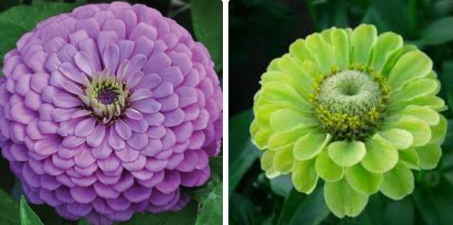 Growing zinnia from seeds at home