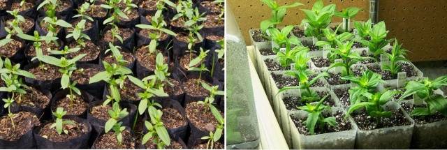 Growing zinnia from seeds at home