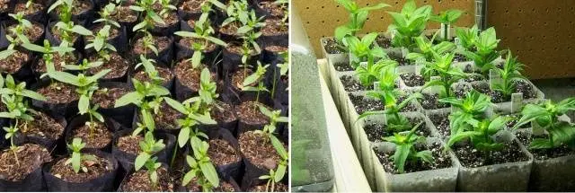 Growing zinnia from seeds at home