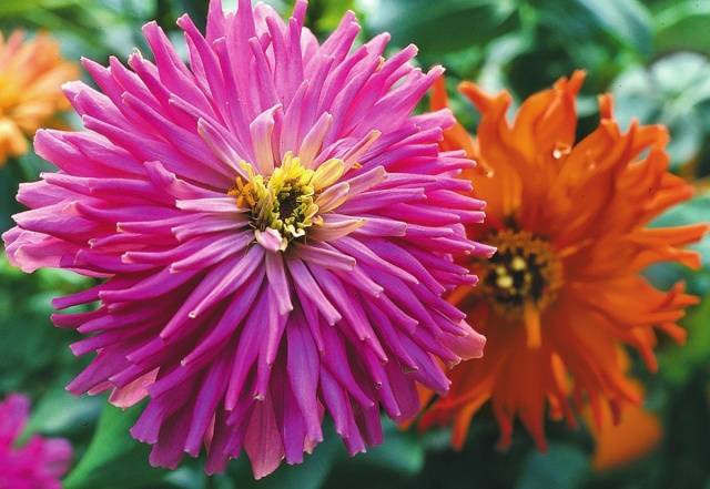 Growing zinnia from seeds at home