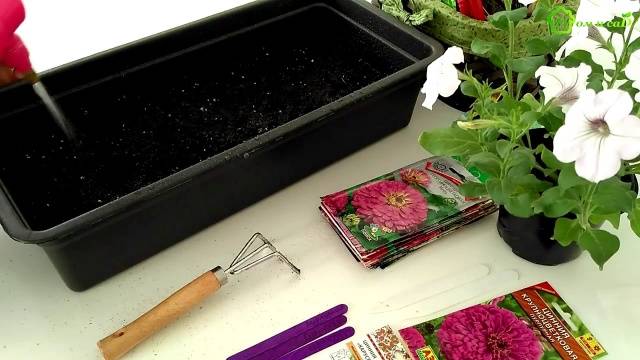 Growing zinnia from seeds at home