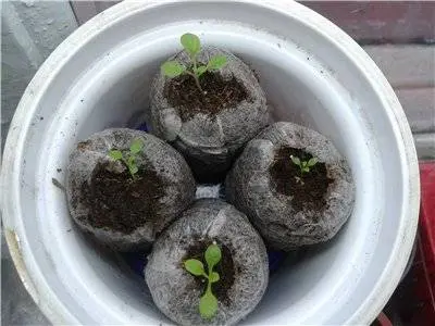 Growing zinnia from seeds at home