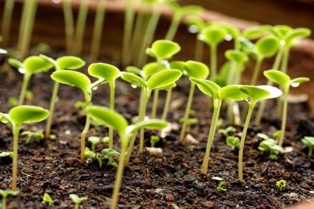 Growing zinnia from seeds at home