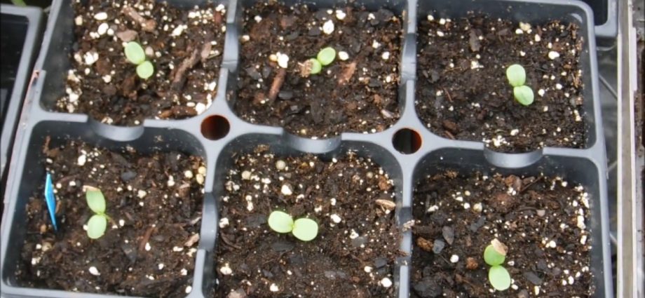 Growing zinnia from seeds at home