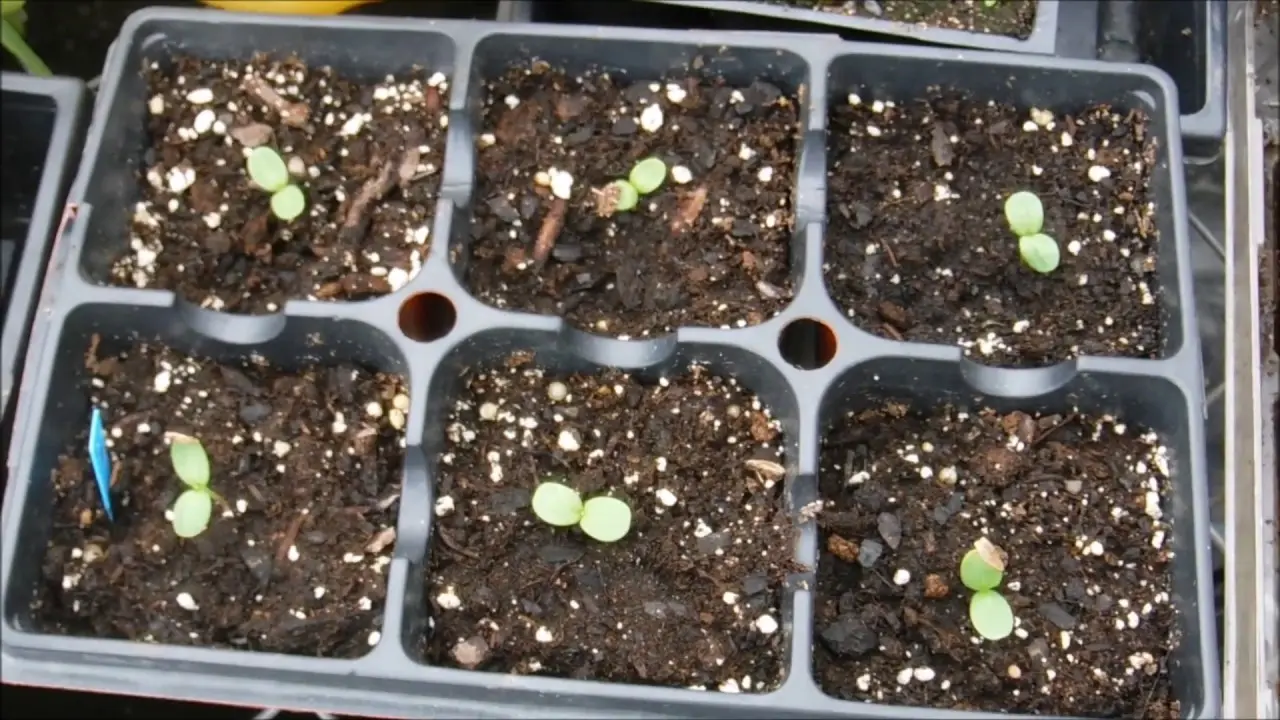 Growing zinnia from seeds at home