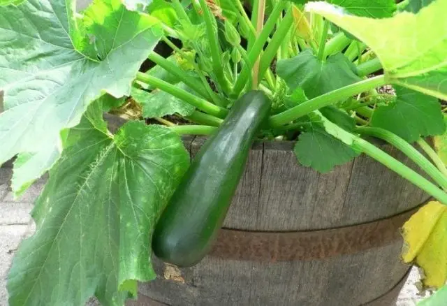 Growing zucchini in a barrel: how to plant