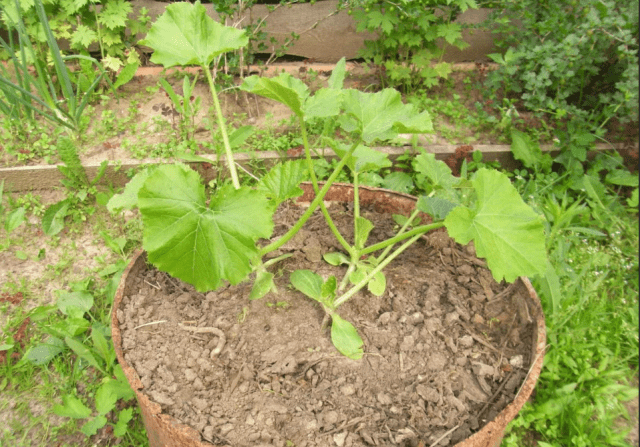 Growing zucchini in a barrel: how to plant