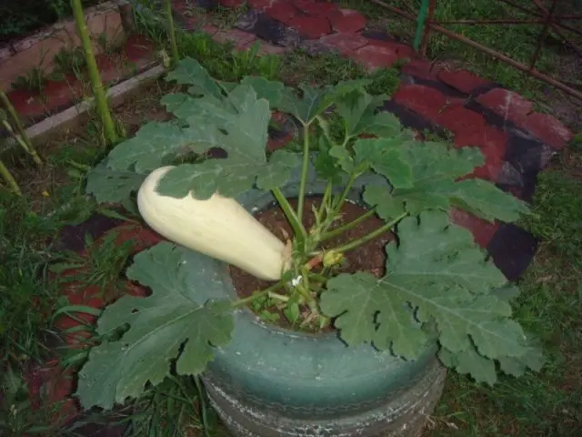 Growing zucchini in a barrel: how to plant