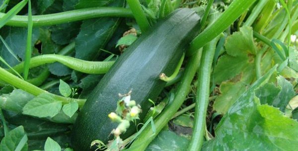 Growing zucchini: tips and tricks from gardeners