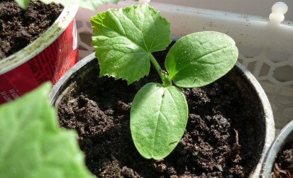 Growing zucchini: tips and tricks from gardeners