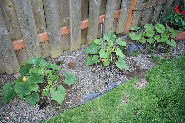 Growing zucchini: tips and tricks from gardeners