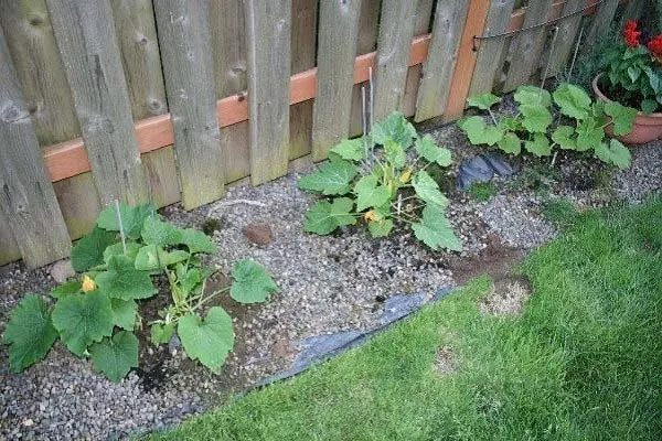 Growing zucchini: tips and tricks from gardeners