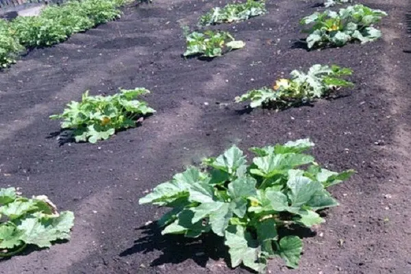 Growing zucchini: tips and tricks from gardeners