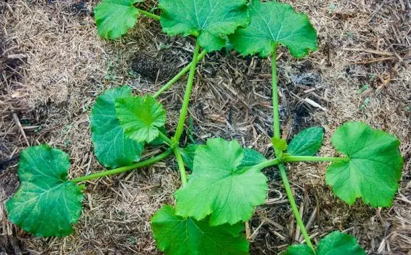 Growing zucchini: tips and tricks from gardeners