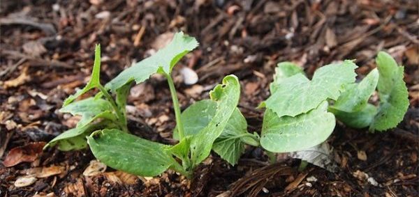 Growing zucchini: tips and tricks from gardeners