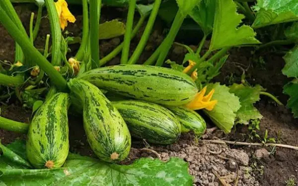 Growing zucchini: tips and tricks from gardeners