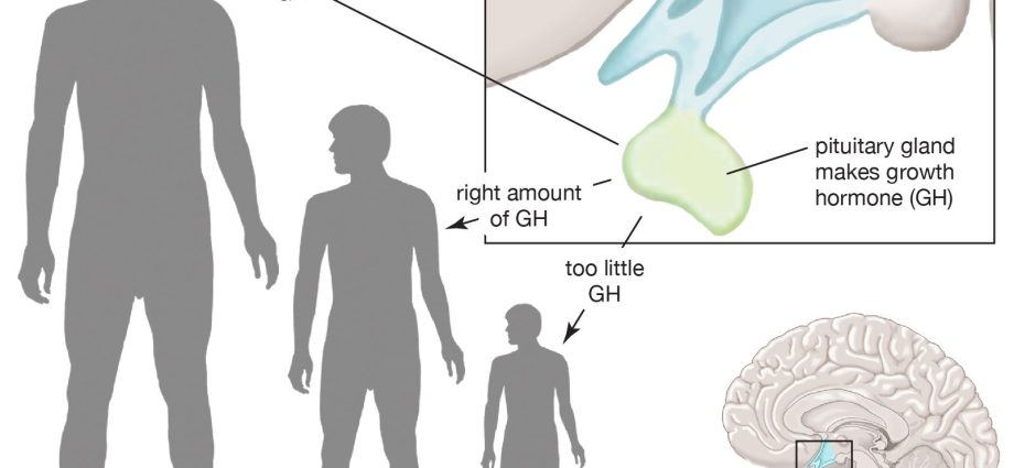 Growth hormone (somatotropin, GH) &#8211; importance, norms, excess and deficiency [EXPLAINED]