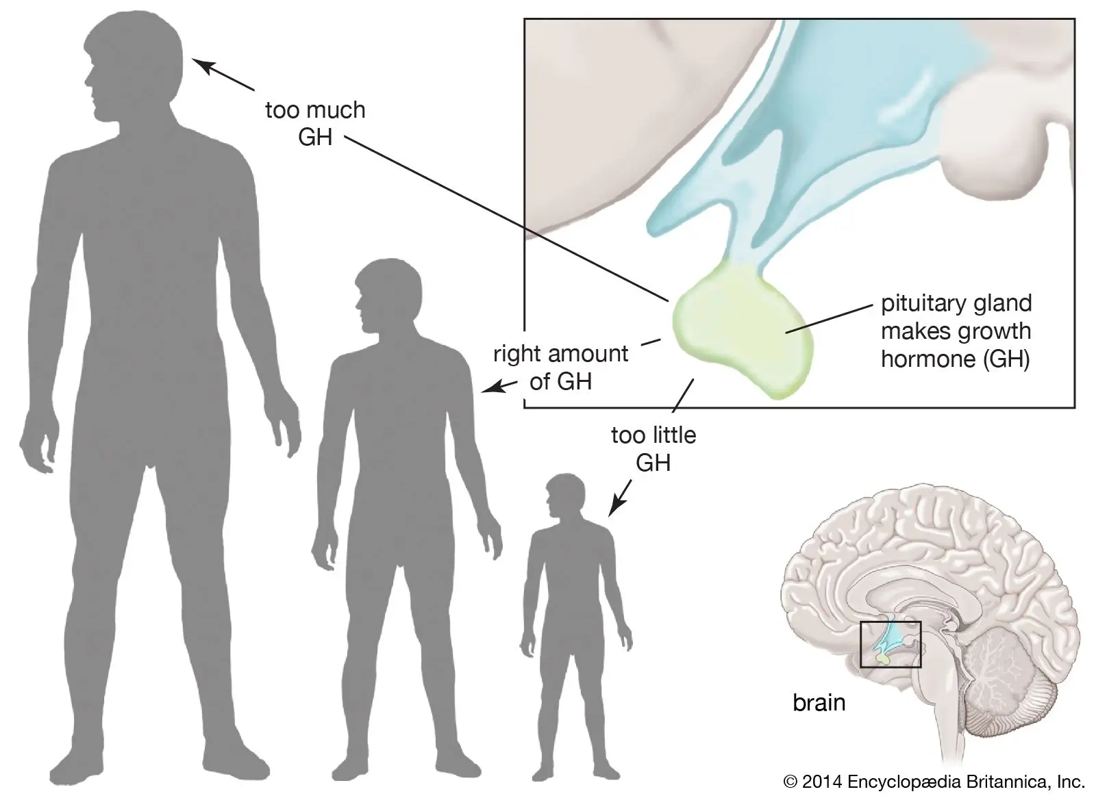 Growth hormone (somatotropin, GH) &#8211; importance, norms, excess and deficiency [EXPLAINED]