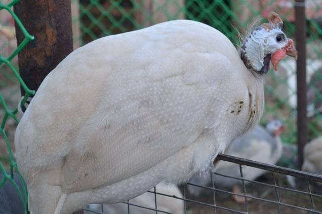 Guinea fowl: breeding and keeping at home