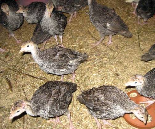 Guinea fowl: breeding and keeping at home